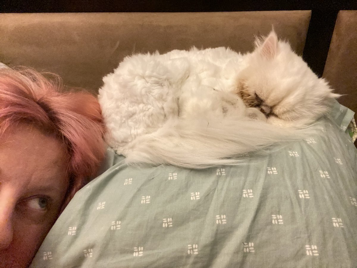 supah's tweet photo. Almost two years living with sweet little PfeffernΓΌsse and suddenly she wants to sleep on my pillow. (every night!) wth? #catbrain https://t.co/tUUEtk0273