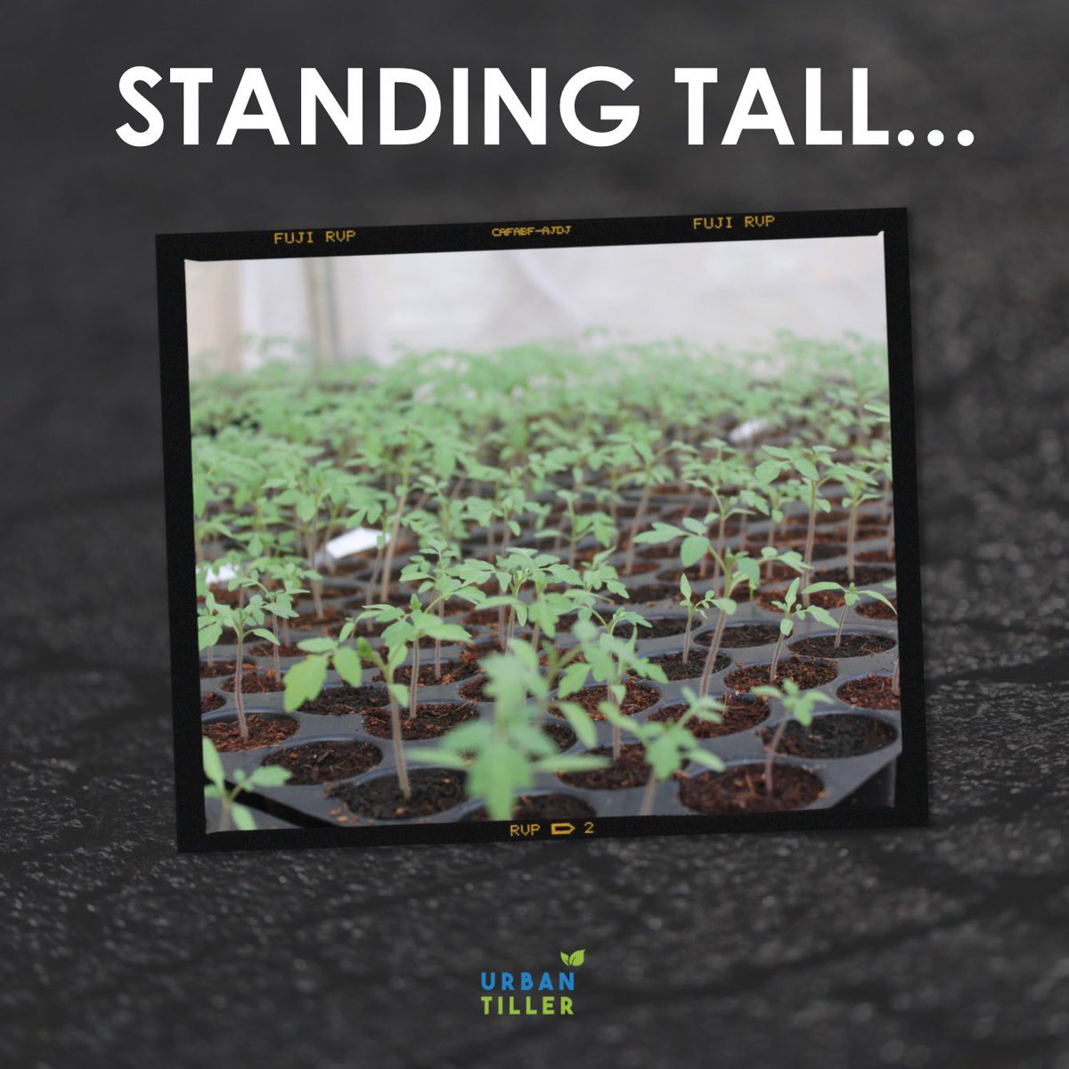 tiller_urban's tweet photo. Standing Tall!...Can you guess which plant this is ?
Hint: They Cherry up your Salad 🥗
#seedling #spinach #plant #salad #farm #cocopeat #soiless #root #cherrytomatoes #hydroponics #soilessfarming #sustainable #hyderabad #farmlife #urbantiller #updates #fresh #Healthy #FarmFresh https://t.co/VUSMhXX4z0