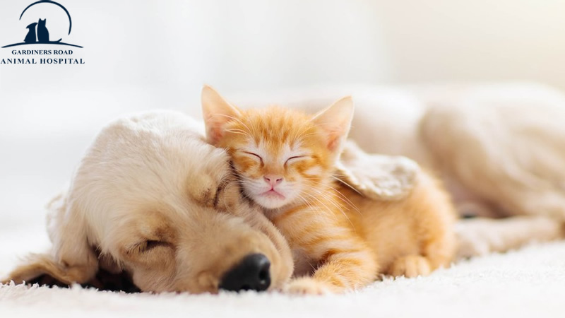 grahkingston's tweet image. Parasite Control Service: Comparing Different Flea Treatment Options

At Grah Kingston, we are providing quality Parasite Control Service in Kingston. 

blog.grahkingston.com/parasite-contr…

For Inquiries:

grahkingston.com

#ParasiteControlService
#FleaAndTickMedication