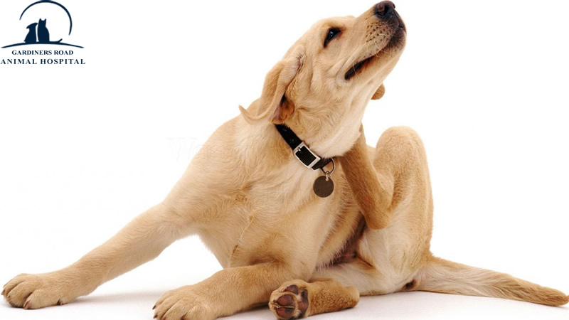 grahkingston's tweet image. Parasite Control Service: Comparing Different Flea Treatment Options

At Grah Kingston, we are providing quality Parasite Control Service in Kingston. 

blog.grahkingston.com/parasite-contr…

For Inquiries:

grahkingston.com

#ParasiteControlService
#FleaAndTickMedication