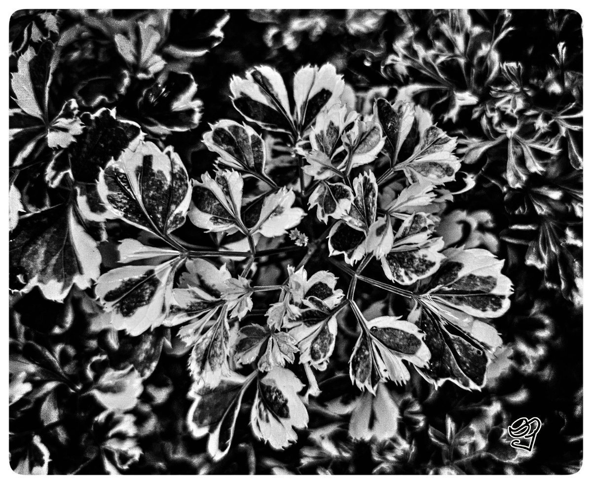 nufactslk's tweet photo. Life is a battle between light and darkness #mobilephotography 📷 @NuwanSe #SriLanka https://t.co/ntcW36JV66