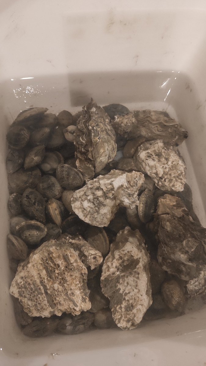 roselnoti's tweet photo. #pesca de #almejas 
Nada como #pescar lo que uno mismo va a #cocinar y #comer
#almejasalamarinera #producto #productofresco #km0 #mascarilla #mascarillaxtixmi #confinamiento https://t.co/4bUDByMFUP
