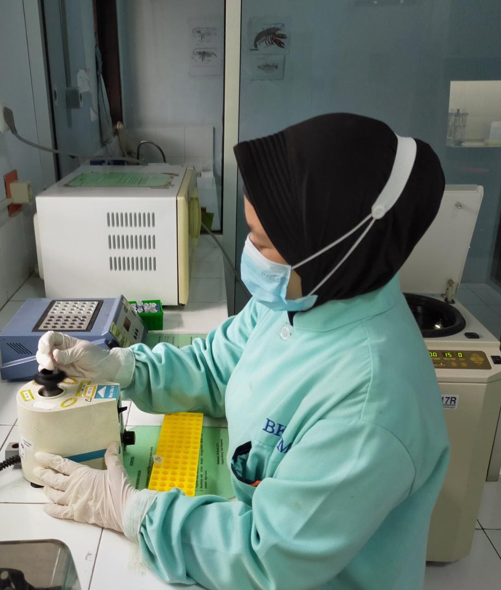 BPPMHKPMakassar's tweet photo. Analis molekuler melakukan pengujian virus dengan parameter uji TSV, YHV/GAV dan IMNV, CMNV pada tahapan proses ekstraksi RNA menggunakan RNA extraction  kit pada target Media Pembawa Benur Udang Vannamei (Ruang uji molekuler....Sabtu, 07 November 2020).
#OneHealthKIPM https://t.co/qiQ8zo4tSt