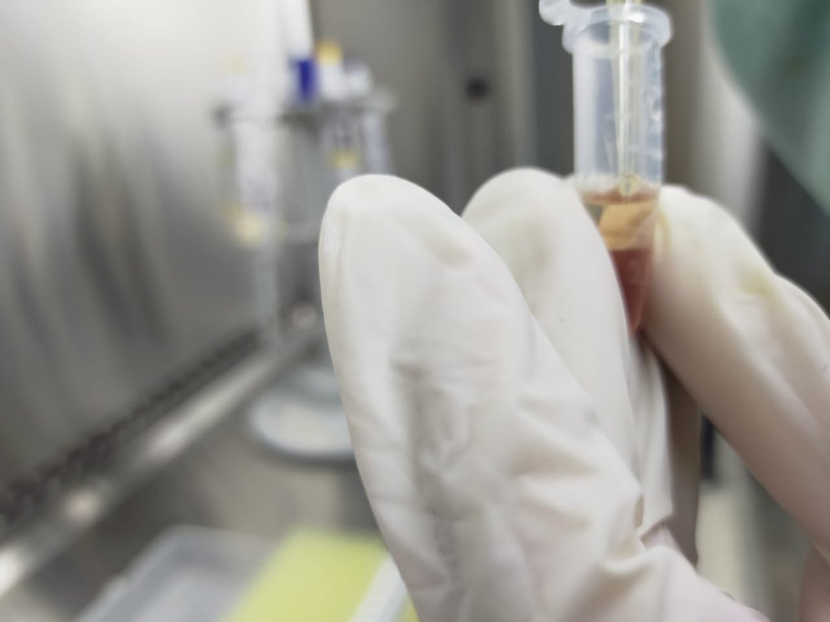 BPPMHKPMakassar's tweet photo. Analis molekuler melakukan pengujian virus dengan parameter uji TSV, YHV/GAV dan IMNV, CMNV pada tahapan proses ekstraksi RNA menggunakan RNA extraction  kit pada target Media Pembawa Benur Udang Vannamei (Ruang uji molekuler....Sabtu, 07 November 2020).
#OneHealthKIPM https://t.co/qiQ8zo4tSt
