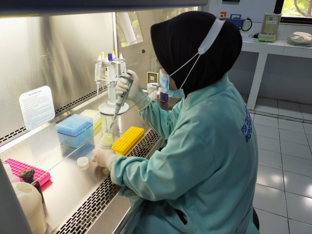 BPPMHKPMakassar's tweet photo. Analis molekuler melakukan pengujian virus dengan parameter uji TSV, YHV/GAV dan IMNV, CMNV pada tahapan proses ekstraksi RNA menggunakan RNA extraction  kit pada target Media Pembawa Benur Udang Vannamei (Ruang uji molekuler....Sabtu, 07 November 2020).
#OneHealthKIPM https://t.co/qiQ8zo4tSt
