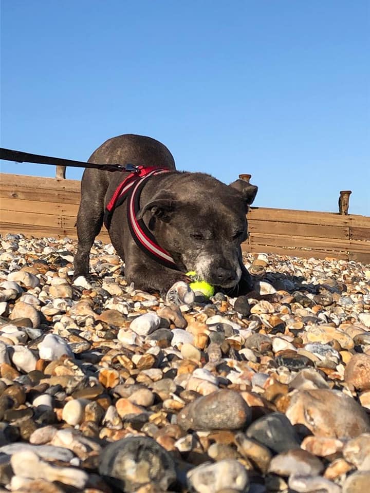 epsomcanine's tweet photo. Marge who was recently rehomed by ECR had a whale of a time at the beach recently! Would you like to help us in our work to help dogs who need new homes in 'Surrey #UK? Visit https://t.co/0O4hgbgqNp https://t.co/W38KcMLD4W