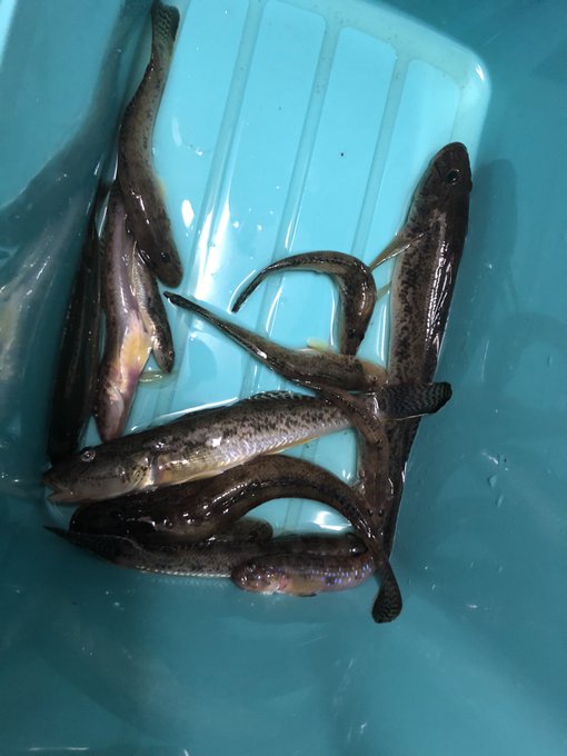 今日の釣果はハゼとタナゴ 