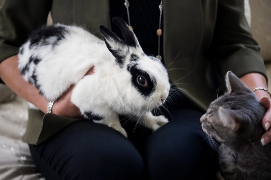 realMarlonBundo's tweet photo. @MajorBiden @Mike_Pence @KarenPence We #PencePets follow the law so, of course if we were lawfully evicted we'd go. It's just that we haven't been. So we're doing what your own Dad asked; Waiting for the Constitutional process to complete. I think we have differing understandings of what that means, though. Peace. https://t.co/xDvBxeUXQ8