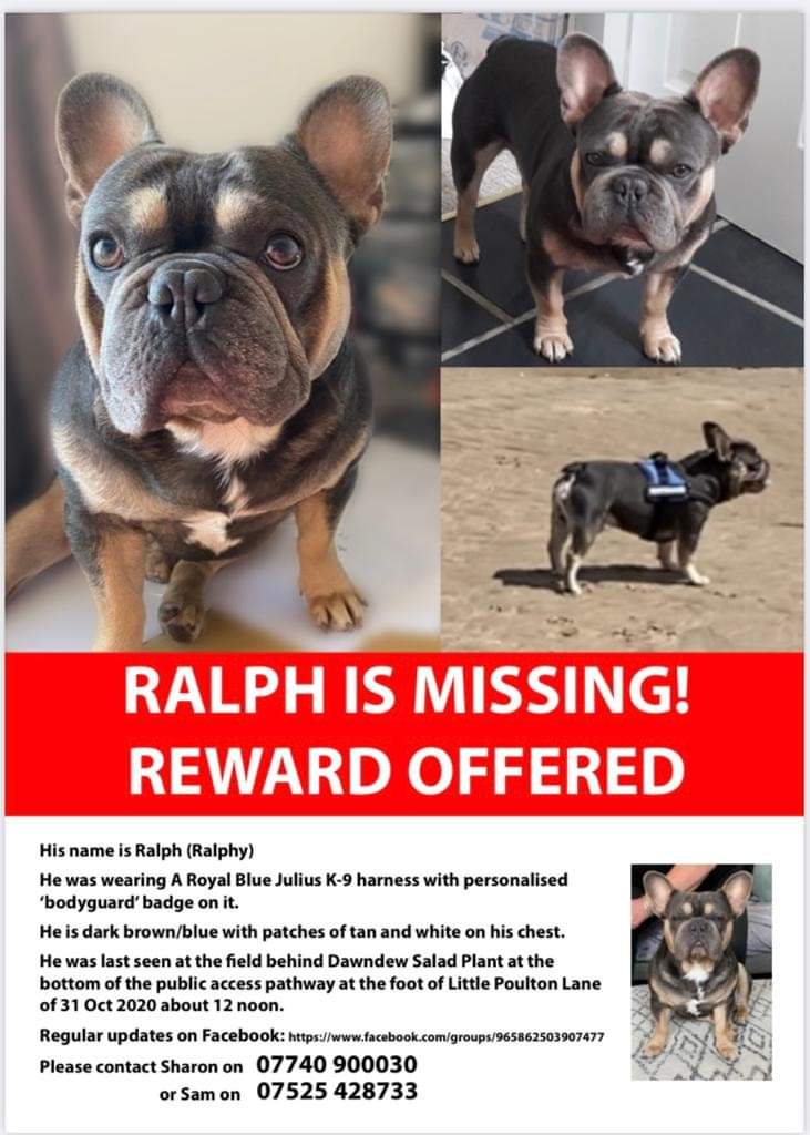 TinaBirch69's tweet photo. @GylesB1 Fantastic! Made me smile on a dark day.
#findralph
This boy is missing, 7days now. He needs to be found, his mummy needs him. She has ms and ralphy is her therapy dog, please reteet this far and wide. Thank you x https://t.co/FaJfjivilD