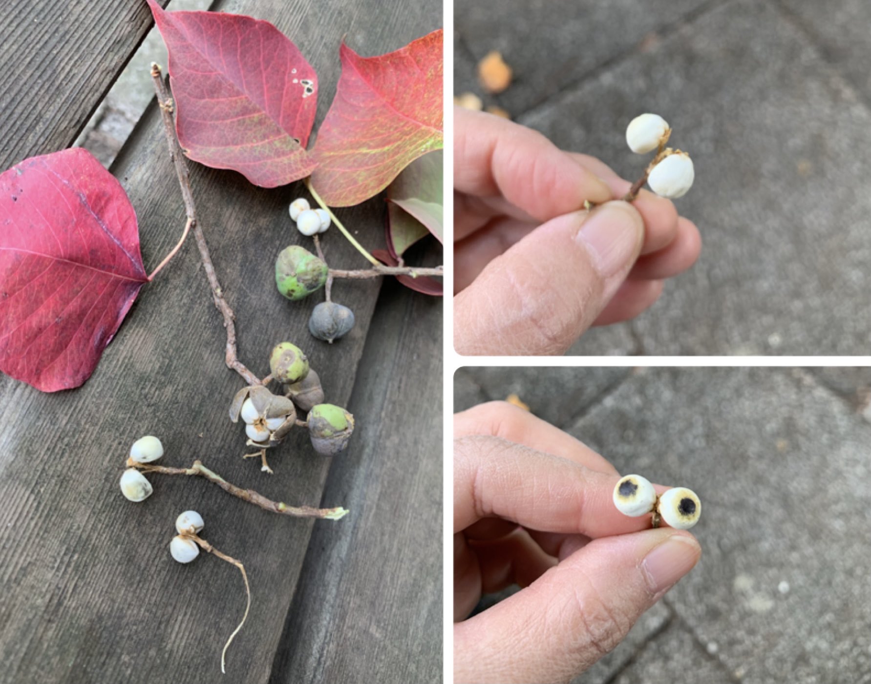 Inori ナンキンハゼの実が熟していました ナンキンハゼは街路樹としてよく植えられています 真っ赤な紅葉が綺麗ですが黄色や緑の葉も落ちています 白い実が三つ付いていて石などでこすると中の黒い種が出てきて目のようになります カラフルな葉に刺すと