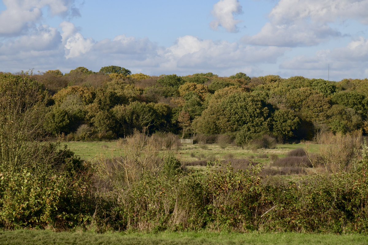 CoLEppingForest's tweet photo. It’s a fine #autumnal day for exploring #EppingForest. 
Just a reminder to please take your litter home with you, leave this beautiful, ancient woodland as you find it. Thank you. #StaySafe #TreesNotTrash #KeepBritainTidy https://t.co/FikbcvZBig