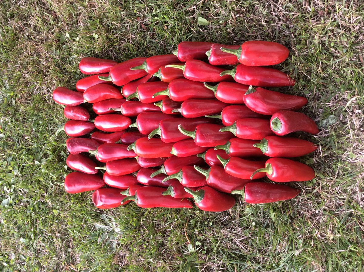 Daniel_Darnis's tweet photo. Et oui nous pouvons produire du piment d’Espelette bio en Touraine rien de plus facile, la preuve par l’image #espelette #bio #jardin #nature #naturel #rouge #annee2020 #montbazon #lanr #touraine #valdeloire #jardinage #Instagram #instagramposts #TF1 #RTLMatin #CaVous #cdanslair https://t.co/FvCEdXXjoJ