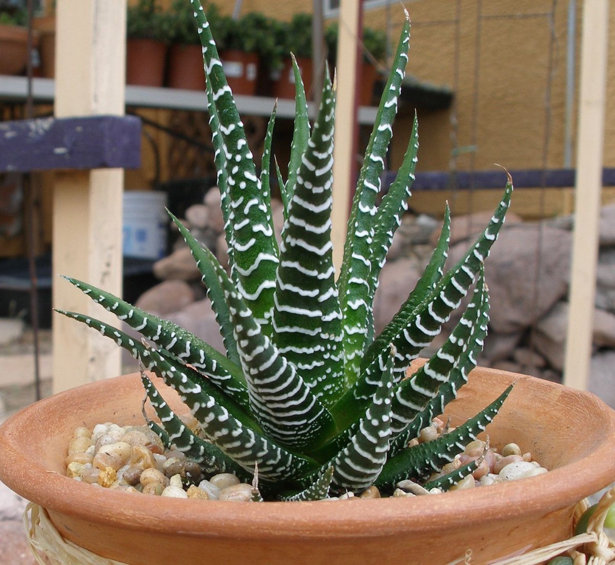 midnightsun_N's tweet photo. #hawothia #succulents  new obsession i have now a days for #gardening  and house #plants and succulents 
i want to #learn as much as i can how to keep them healthy and alive and how to do those cute #arrangement i see online https://t.co/Ouz0UhpgbG