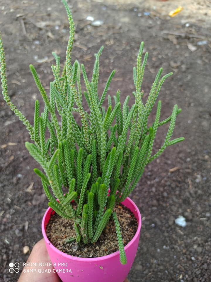midnightsun_N's tweet photo. #hawothia #succulents  new obsession i have now a days for #gardening  and house #plants and succulents 
i want to #learn as much as i can how to keep them healthy and alive and how to do those cute #arrangement i see online https://t.co/Ouz0UhpgbG
