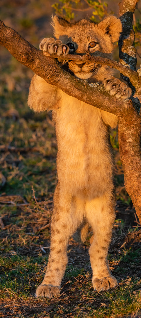 KariegaGameRes's tweet photo. Senior guide and photographer @bsjphotography captured this magical image. #lioncubs #lioncub #wildlifephotography #lions #kariegasafari #kariegagamereserve #kariega #bestsafaridestination #easterncape #southafrica #safariphotography https://t.co/i8QQ6bcmHp