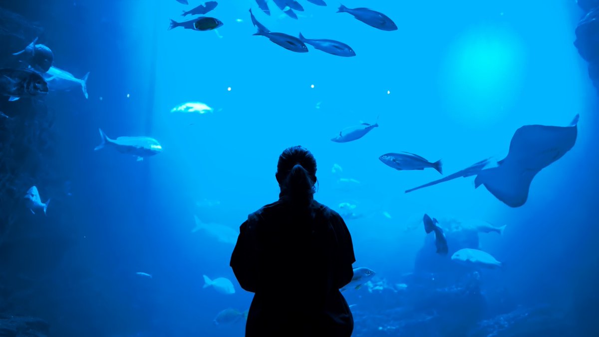 ryo_movielabo's tweet photo. 今年三度目の京都水族館
水族館撮影にも慣れてきたかな！

#京都水族館
#水族館photo
#BluePIC https://t.co/VTnK1Iur0K