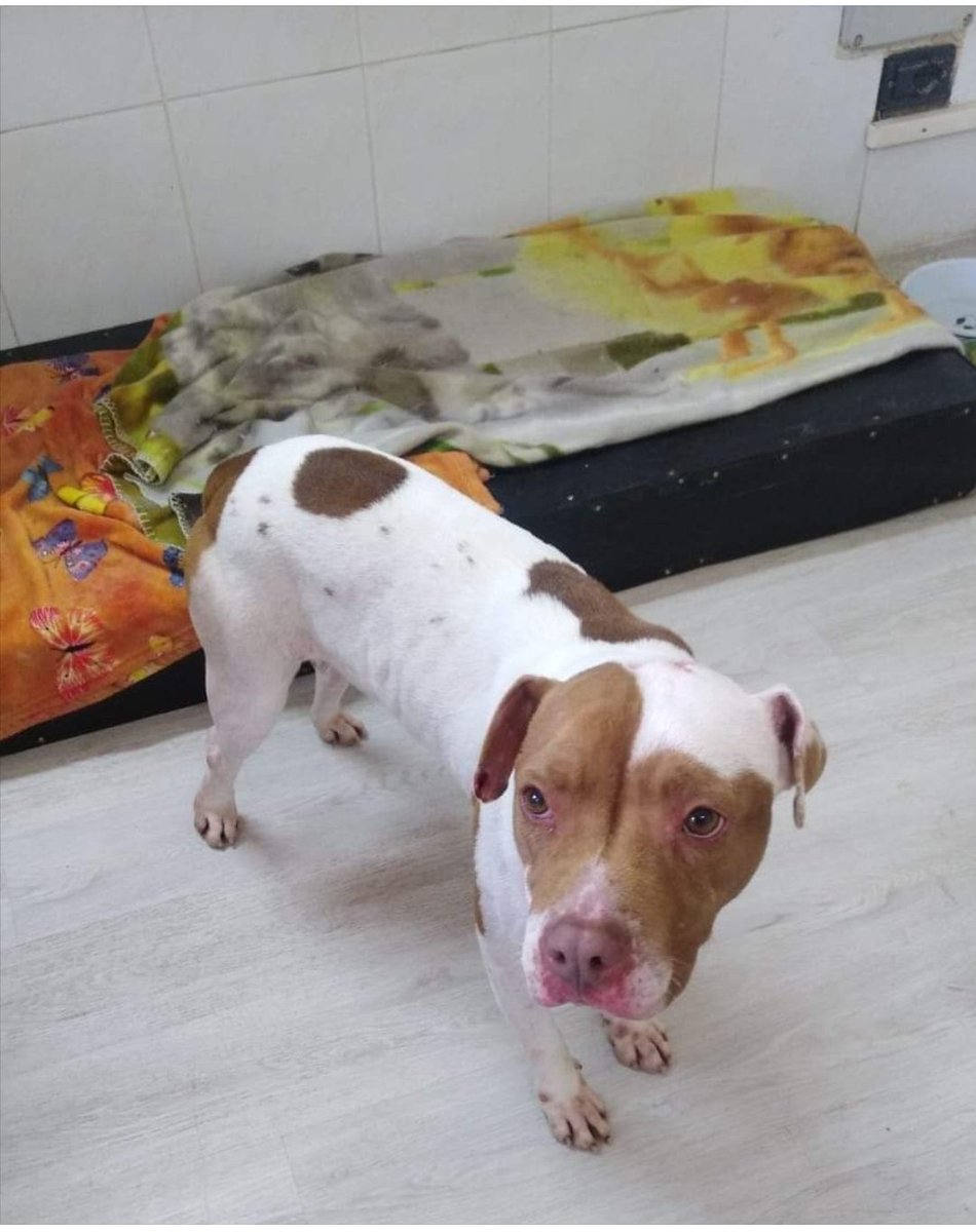 Un Pitbull Per Amico tweet media