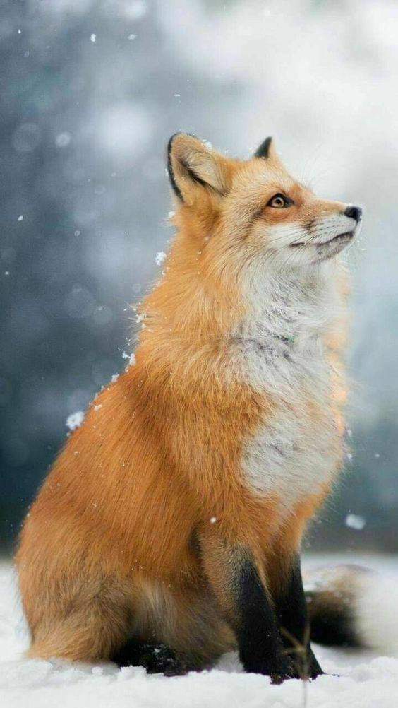 PinkPooches's tweet photo. 😍 #beautifulfox https://t.co/wlaFWCnZjW