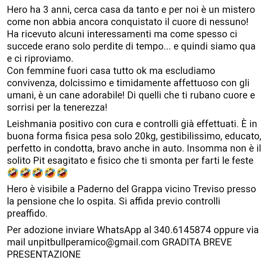 Un Pitbull Per Amico tweet media
