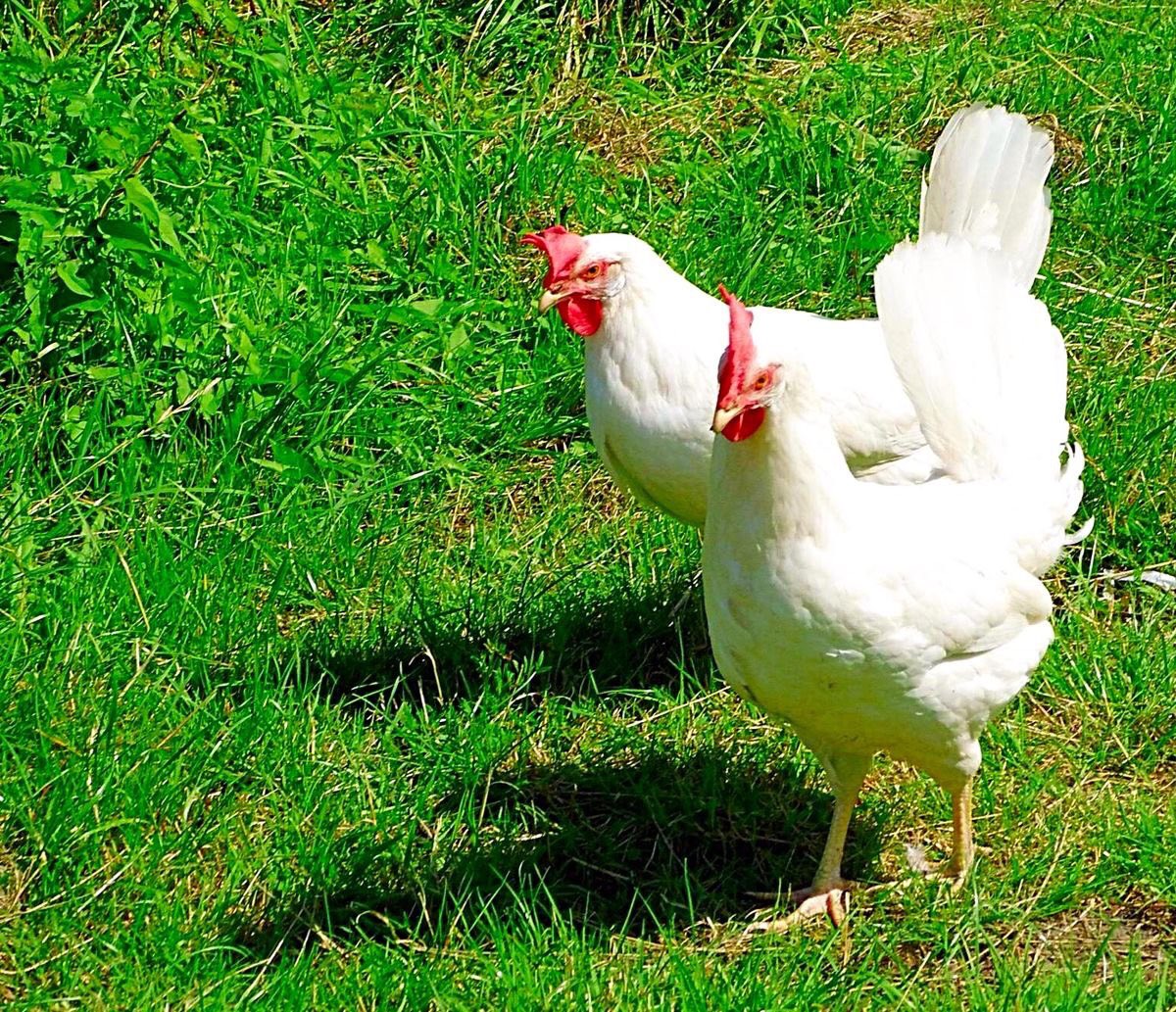 7 november
Vandaag is het kapladag...als het goed is, kun je er alles mee bouwen......
ik bouw liever aan een beter leven......
#vogelgriep
#lockdown
#ophokplicht 
#beterleven 
#dierenbescherming