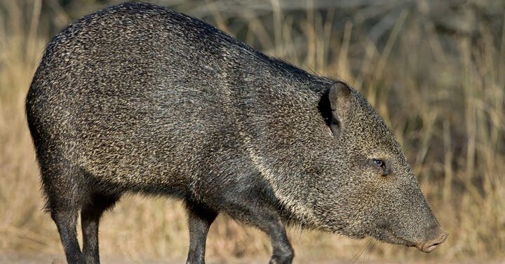 GerbassicPark's tweet photo. @whatsitgoing For a min I thought you meant there was bunch of javelinas on the loose. https://t.co/BfzgpqIOCr
