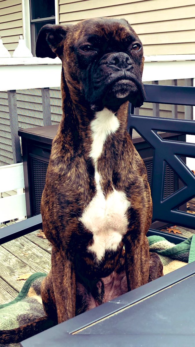 bfff802's tweet photo. BRUH. 🐾🐾 #schenleyjames #boxerrescue #boxerdog https://t.co/qtzOLYQX6W