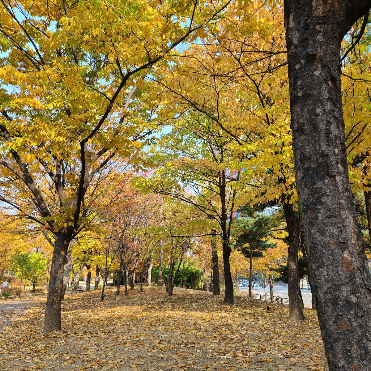 장향숙 (@janghyangsook) on Twitter photo 