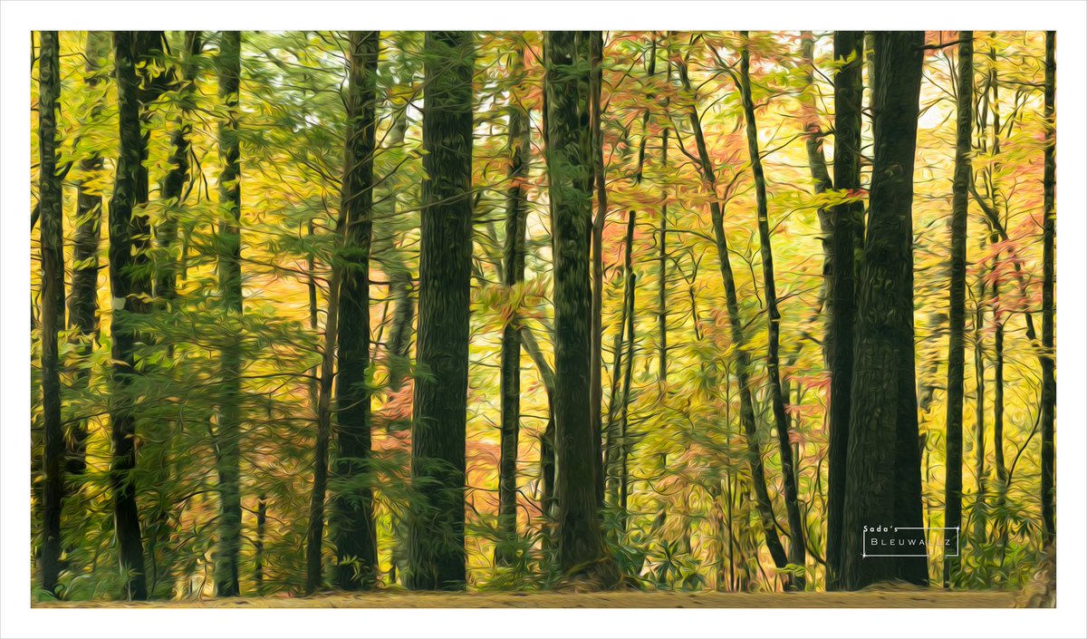 bleuwallz's tweet photo. Golden shade woodland

#golden #goldenshade #woodland #nature #trees https://t.co/eQjfgI8w0Z