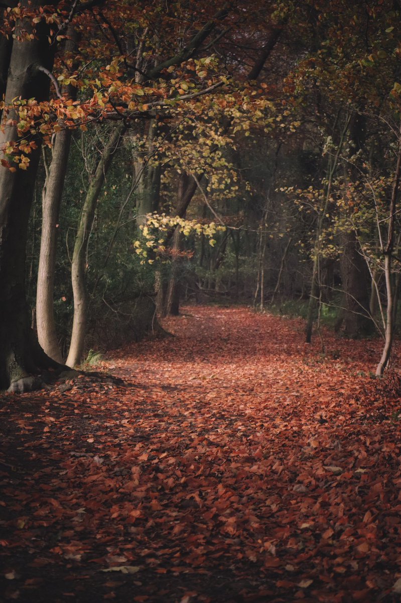 There’s something so satisfying about an autumn walk crunching through the leaves. 

#autumn #uk #shropshire #hiking #walking