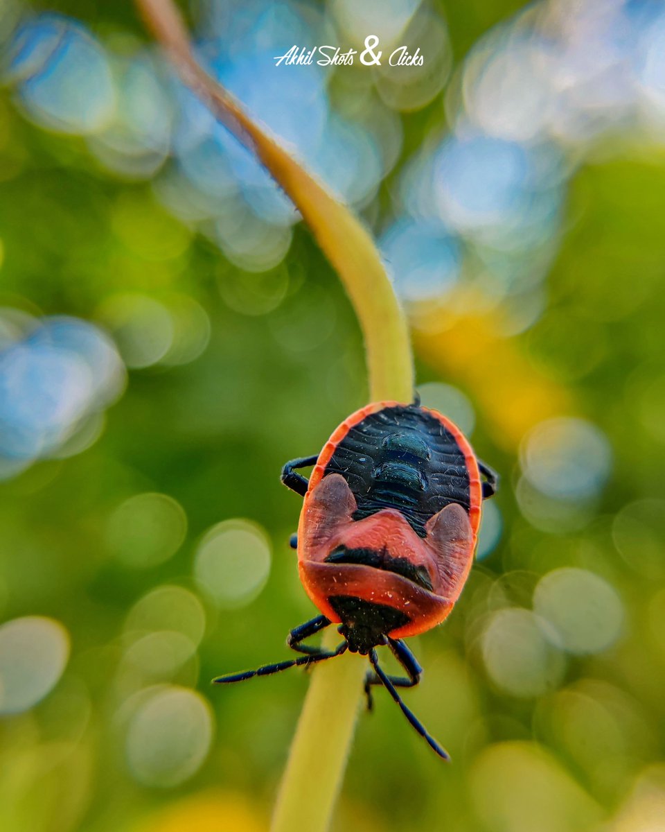 AkhilShatagni's tweet photo. Shining Red Pumpkin Bug / Cuckurbit stink Bug ☀️🐞
#earthcapture @skyvik #shotononeplus #stayinandexplore @BBCEarth @natgeowild https://t.co/sVScHv9LUd