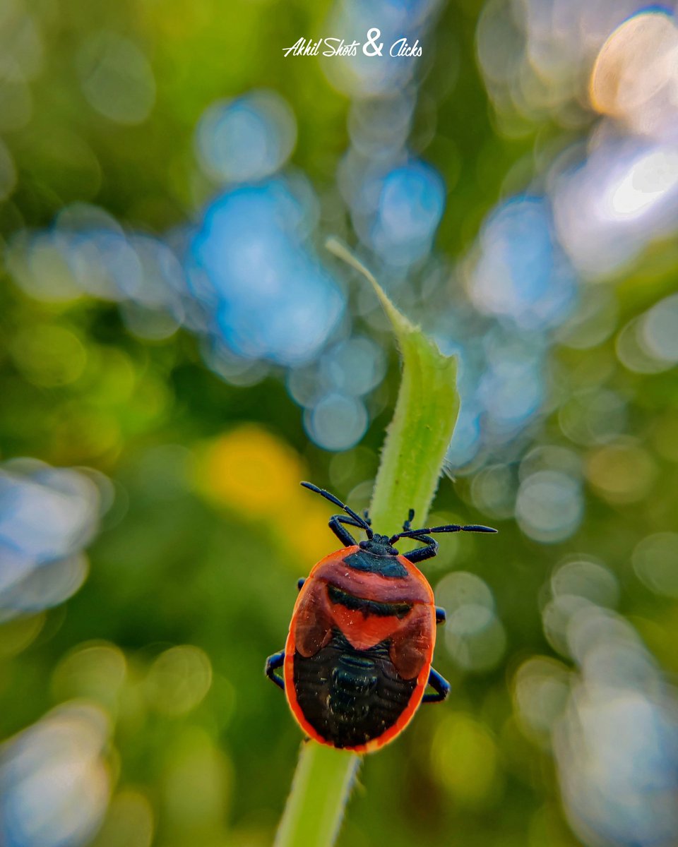 AkhilShatagni's tweet photo. Shining Red Pumpkin Bug / Cuckurbit stink Bug ☀️🐞
#earthcapture @skyvik #shotononeplus #stayinandexplore @BBCEarth @natgeowild https://t.co/sVScHv9LUd