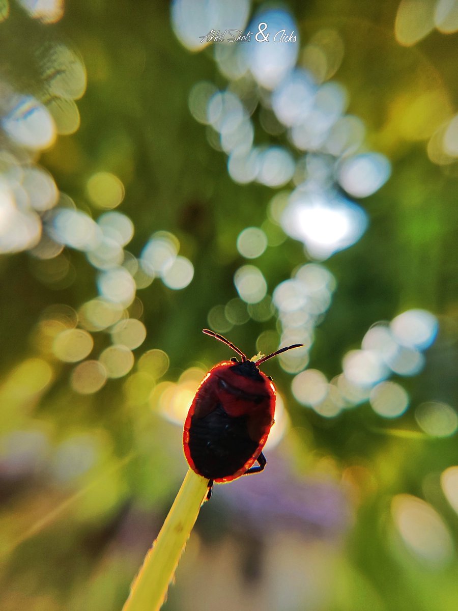 AkhilShatagni's tweet photo. Shining Red Pumpkin Bug / Cuckurbit stink Bug ☀️🐞
#earthcapture @skyvik #shotononeplus #stayinandexplore @BBCEarth @natgeowild https://t.co/sVScHv9LUd