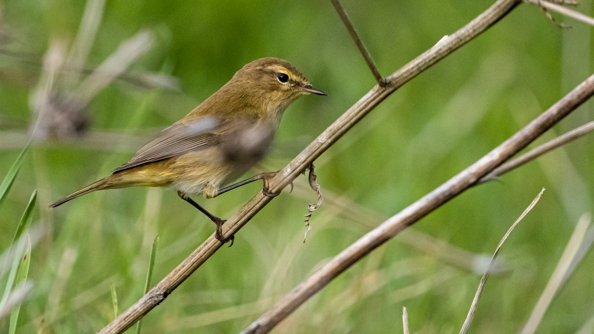 Join me tomorrow (Sunday 8 November) at 10am GMT for a Twitter LIVE urban birding session from Mérida, Extremadura, Spain.

Expected birds: Chiffchaff, Crested Lark, Hoopoe, Cattle Egret &amp; poss Western Swamphen!

Fingers crossed!

<a href="/birdextremadura/">BIRDING IN EXTREMADURA</a> <a href="/LeicaBirding/">Leica Nature & Birding</a> @Extremadura_tur