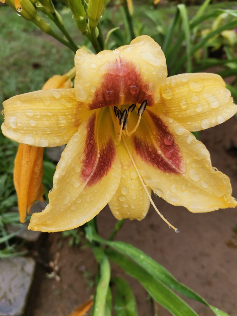hanneqi's tweet photo. I just love these lillies #UCount # Koelwaters https://t.co/qYzmkxhLmA