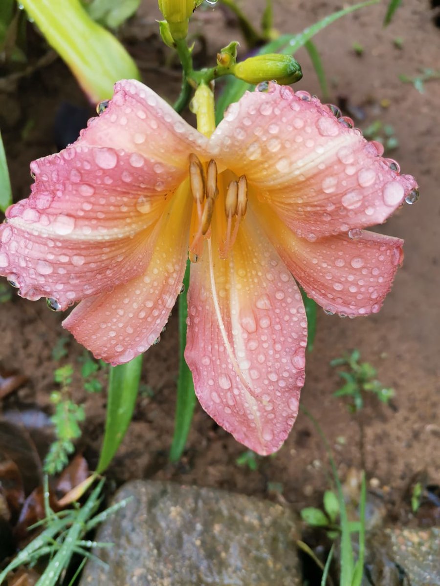 hanneqi's tweet photo. I just love these lillies #UCount # Koelwaters https://t.co/qYzmkxhLmA