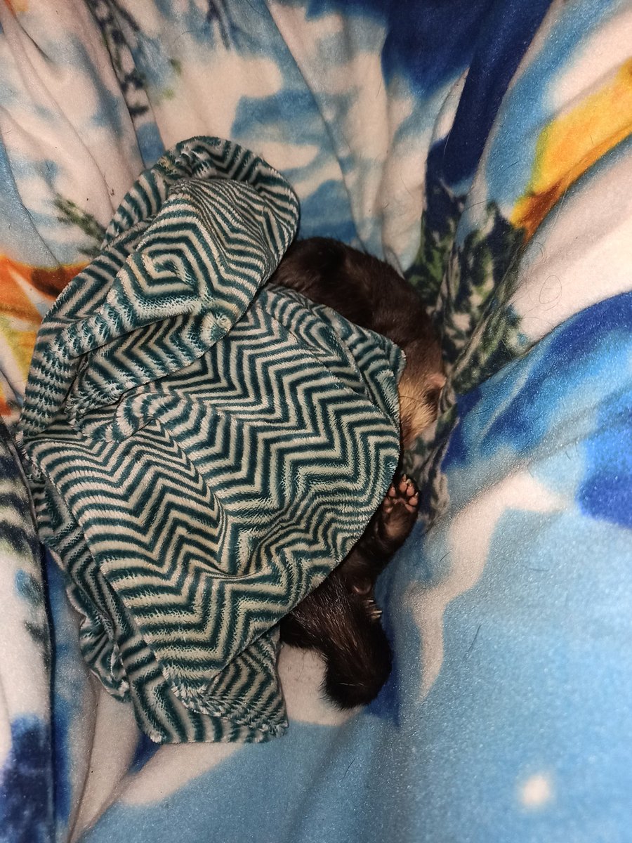 Woodstock0803's tweet photo. Frauchen hat die Winterbettwäsche kuschelig und ein Zusatz-Plüschdingsi für mich😍
Ich bin jetzt satt und bastel im Schlaf weiter am Winterpelz. https://t.co/wBqrcXxHMX