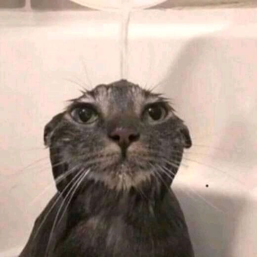 gato_moiado's tweet photo. #Seguidores #novo_qui #ajuda_eu https://t.co/XAdelaj729