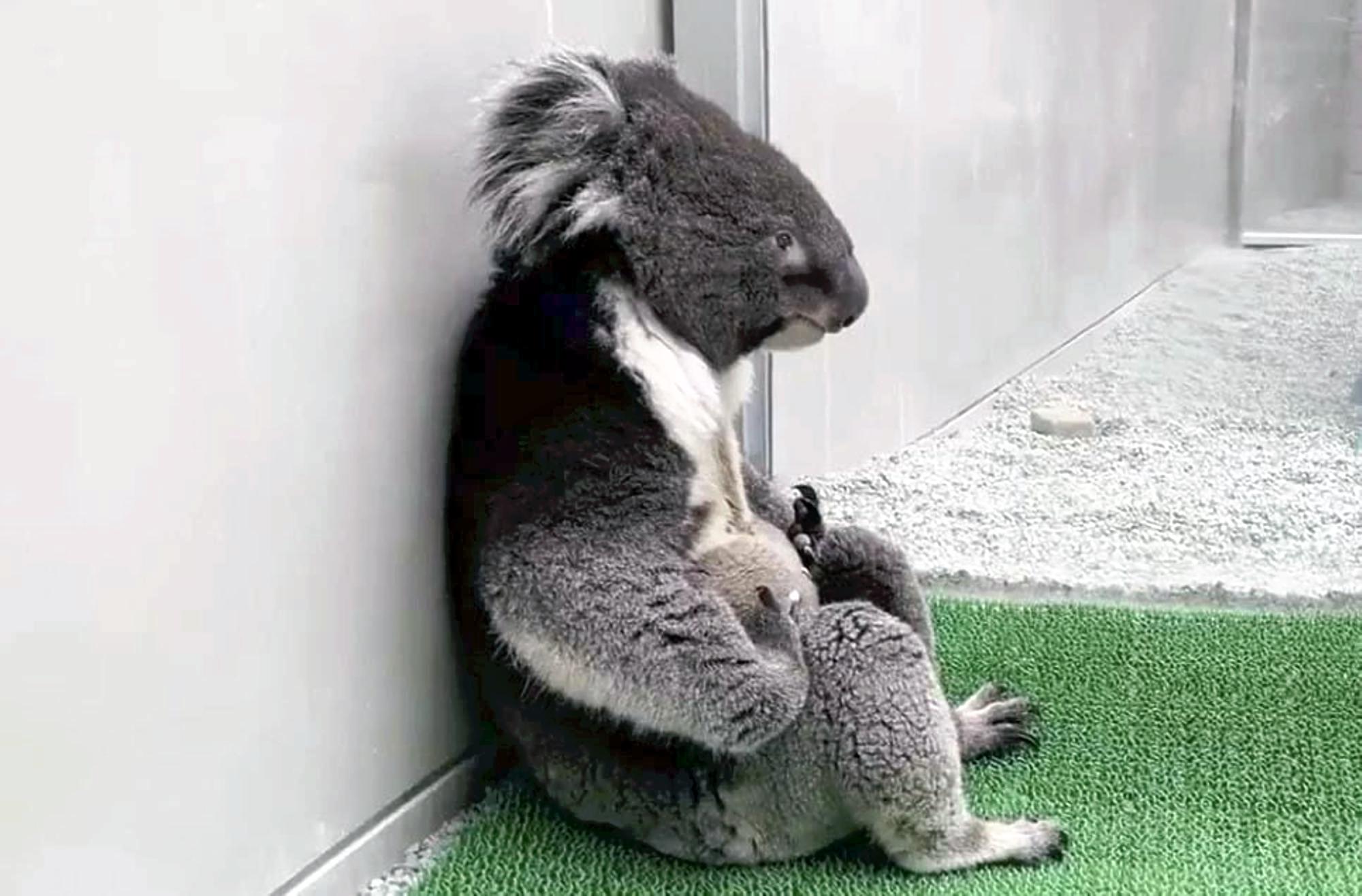 koala bear  PBS NewsHour