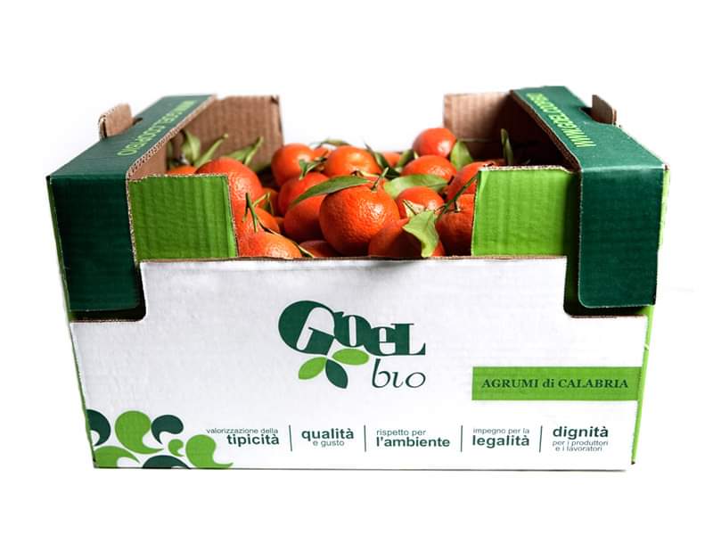 🍊 LE CLEMENTINE GOEL BIO, A CASA TUA! 🍊

🚚 Per garantirti una consegna veloce, spediamo ogni lunedì. 

👇 Richiedi adesso la tua cassetta: arriverà direttamente a casa tua!   
goel.bio/it/agrumi-bio/…

#GOEL #agroecology #agrumibio #cooperazionesociale #Calabria