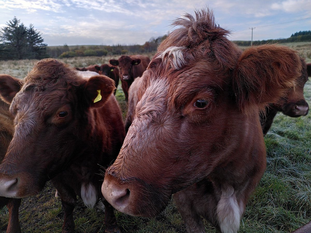 1. Liver fluke dillemas (thread). This cow has been looking thin. Dung sampled and - unsurprisingly - she's positive for fluke.