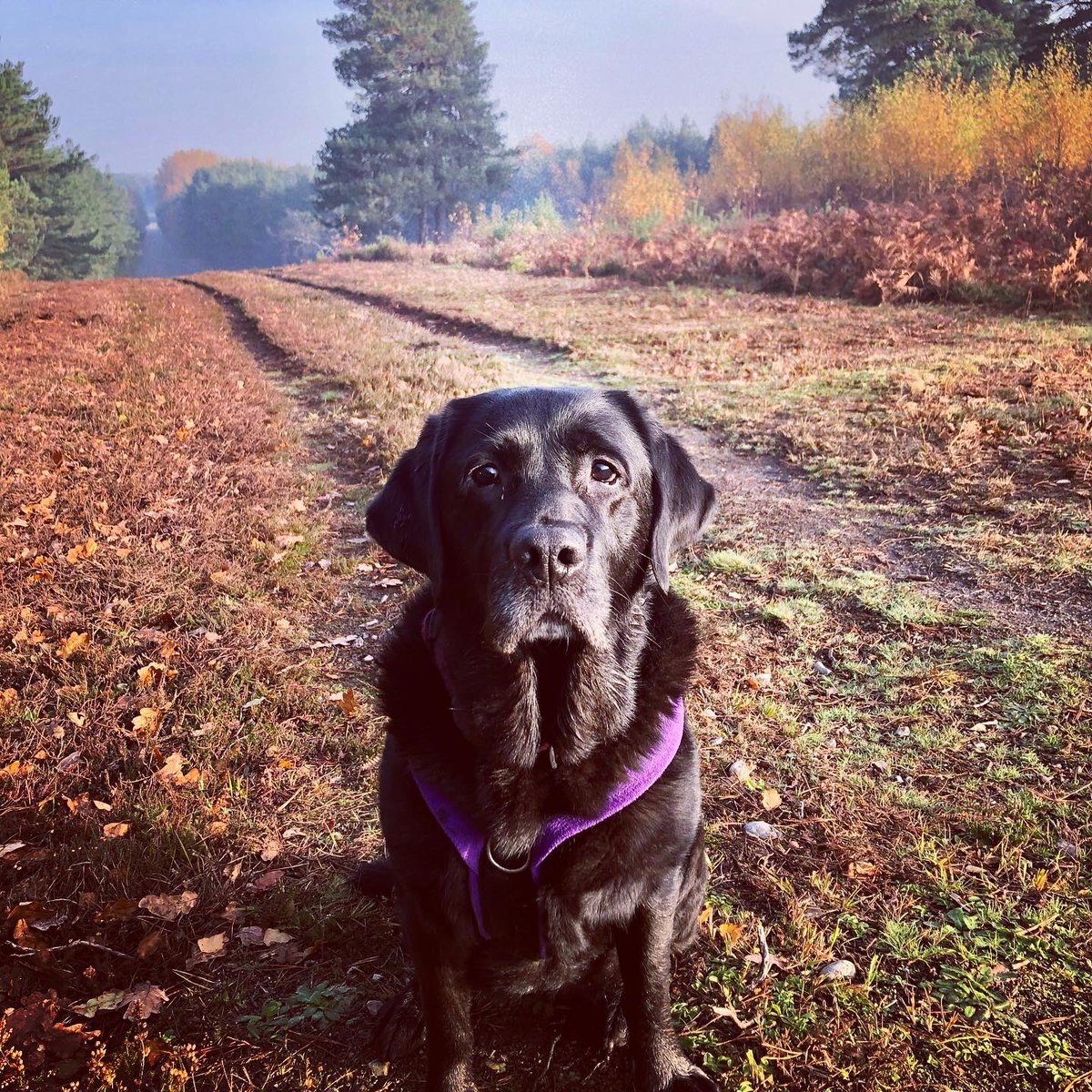 olive_blacklab's tweet photo. #flagsdown #ashranges #Autumn #SaturdayMorning awesome zoomies #lockdown2uk #getoutside π https://t.co/ygSVA2g3je