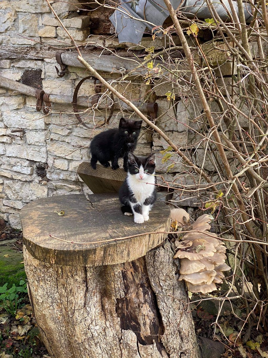 bergerebio's tweet photo. Nos chatons grandissent 😍 https://t.co/aN0alyZJIs