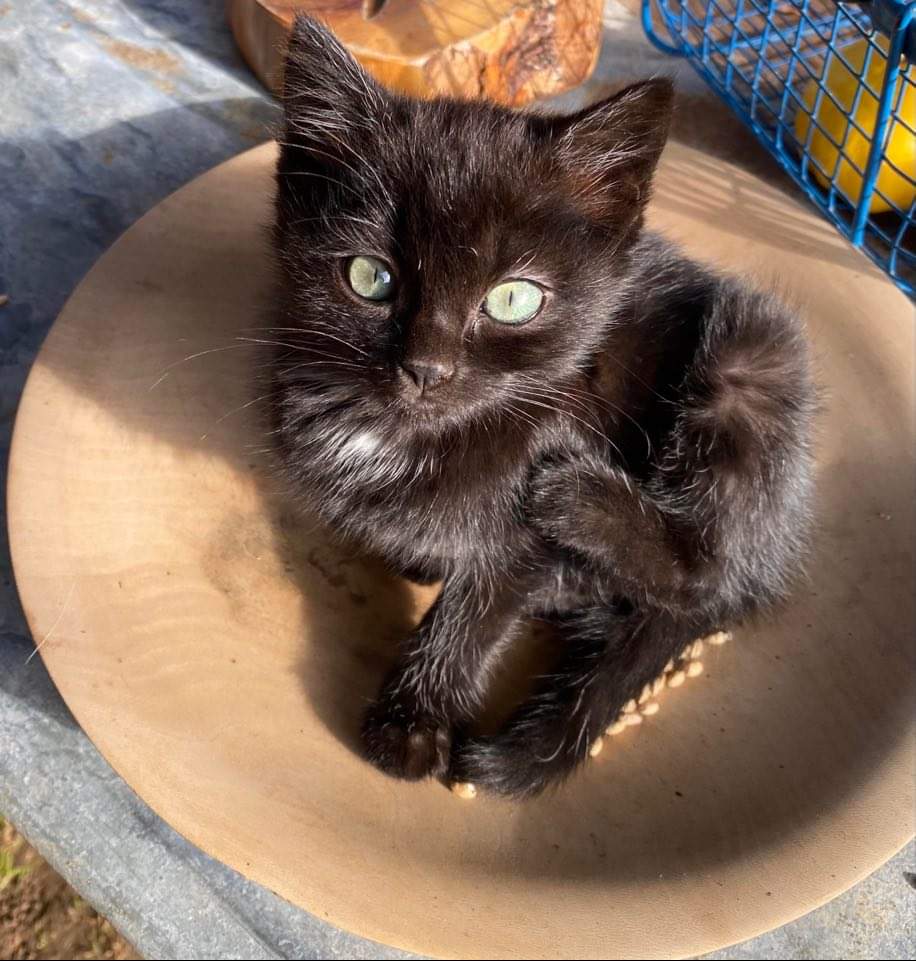 bergerebio's tweet photo. Nos chatons grandissent 😍 https://t.co/aN0alyZJIs