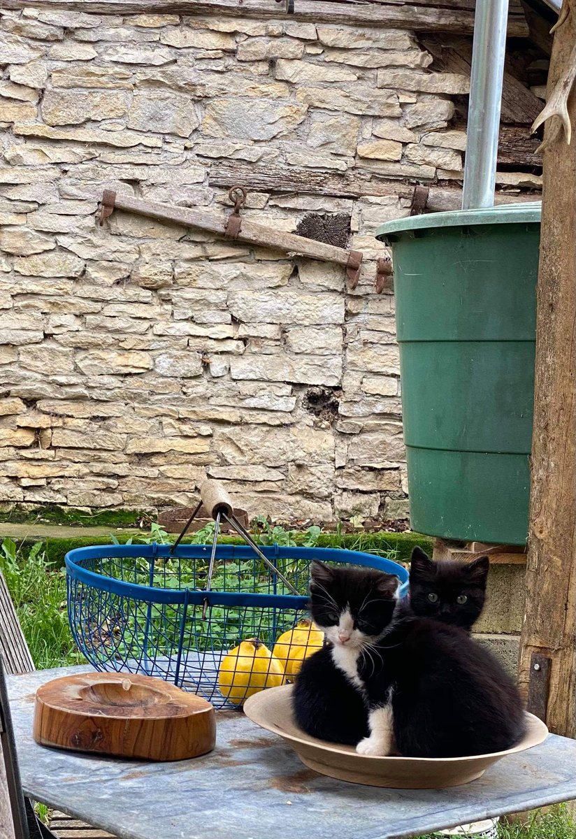 bergerebio's tweet photo. Nos chatons grandissent 😍 https://t.co/aN0alyZJIs