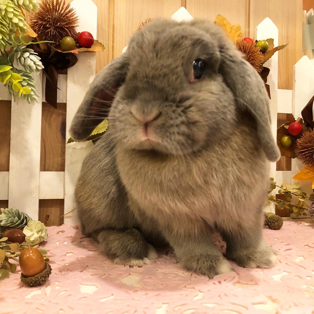 うさぎ専門店ペッツクラブ 温泉うさぎのサポーター てるてる家のルク あおいちゃん ルクちゃん6歳の記念写真とっても可愛い おめでとう ホーランドロップ トート ブルートート