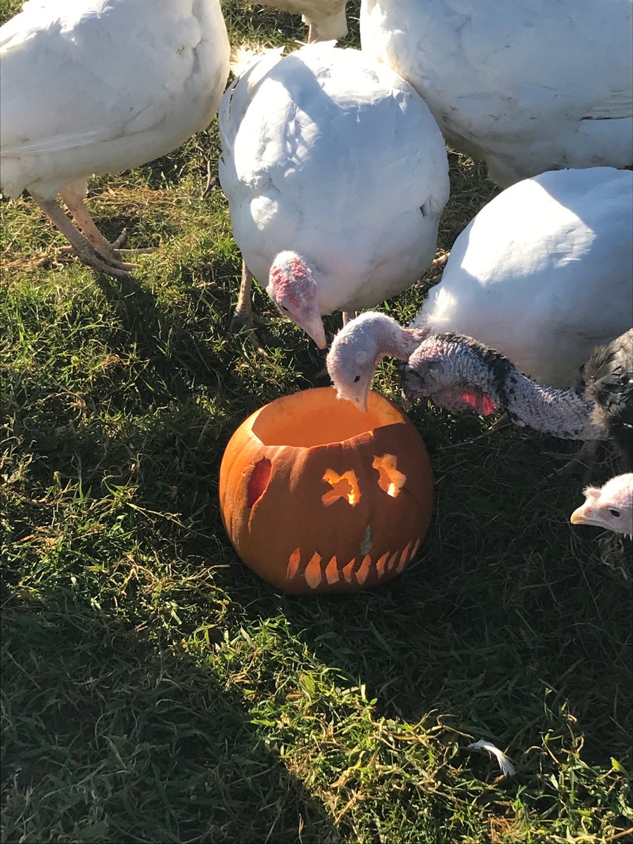 BectiveFarm's tweet photo. ....you are what you eat and our free range turkeys are are roaming freely on green grasses, nettles, veg &amp; pumpkins. We deliver to locations in Dublin &amp; Meath. Order now #knowwhatyoueat https://t.co/1s6tsaDV2O