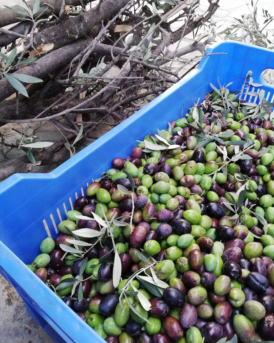 CyprusPassion's tweet photo. It's this time of the year when we collect our olives to produce organic olive oil and of course some 'Elies Tsakistes' (corriander crushed olives)!🕊 Have a wonderful weekend everyone!🕊⁣ #cypruspassion https://t.co/U3WH6OPIzB