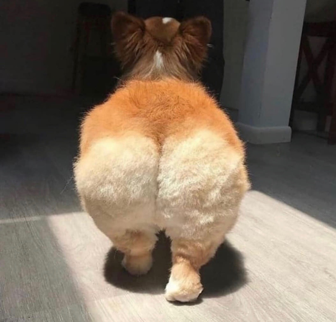 HirestreetUK's tweet photo. Us strutting to the fridge for the 5th time today... #lockdown #stayathome #corgi https://t.co/vFU5vJ3icF