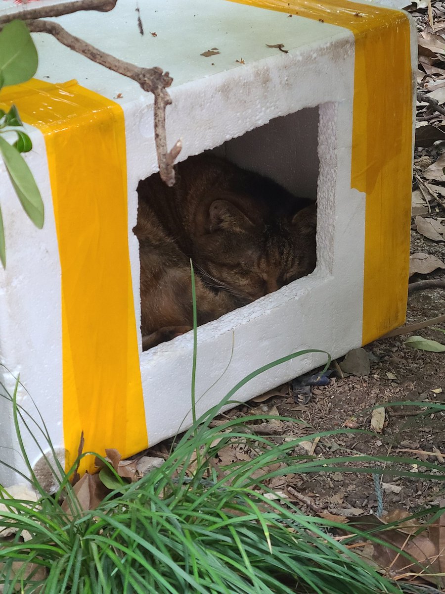猫箱