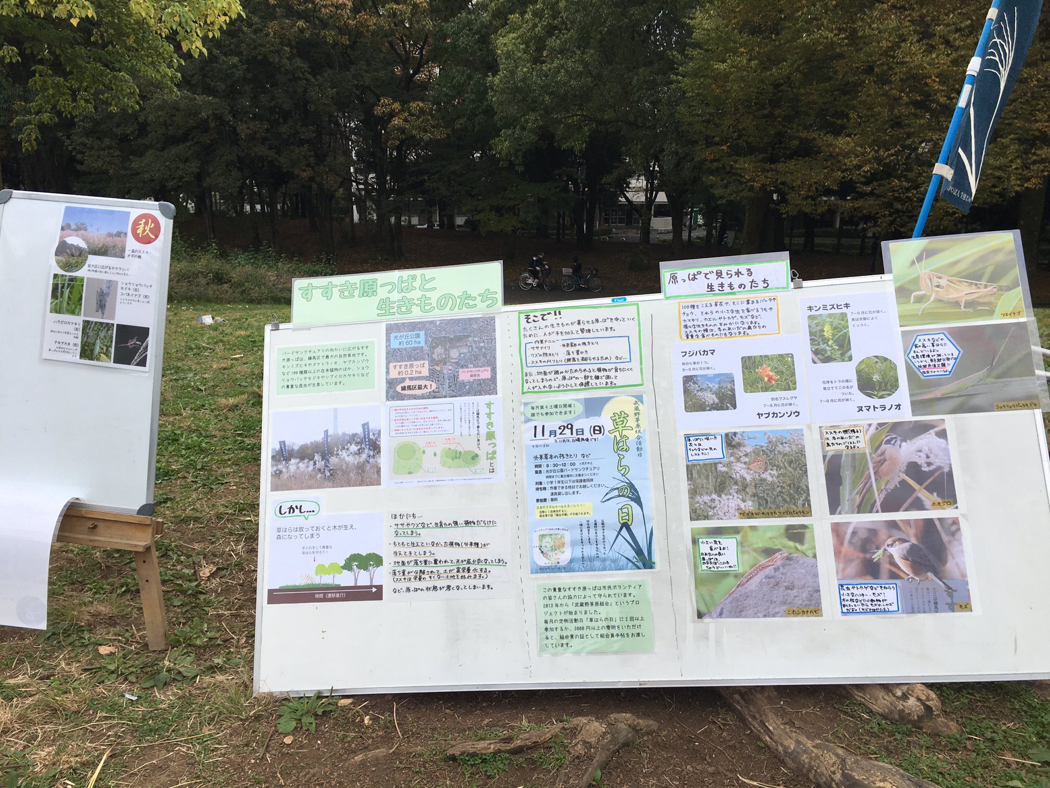 公式 練馬 板橋のタウン誌 月刊kacce 光が丘公園の昆虫原っぱで すすき原っぱと生きものたち のパネル展をやっていました ススキが生い茂る こんな広い原っぱ 今では珍しいですよね T Co Cjalqmfmas Twitter